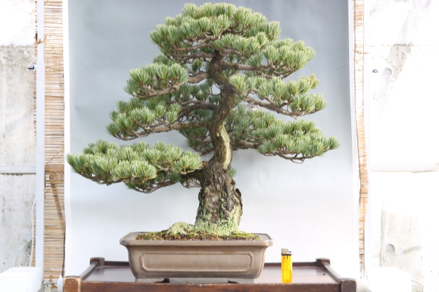 宮島五葉松 A1546☆松柏類 五葉松 中品盆栽☆「送料無料」浦部陽向園