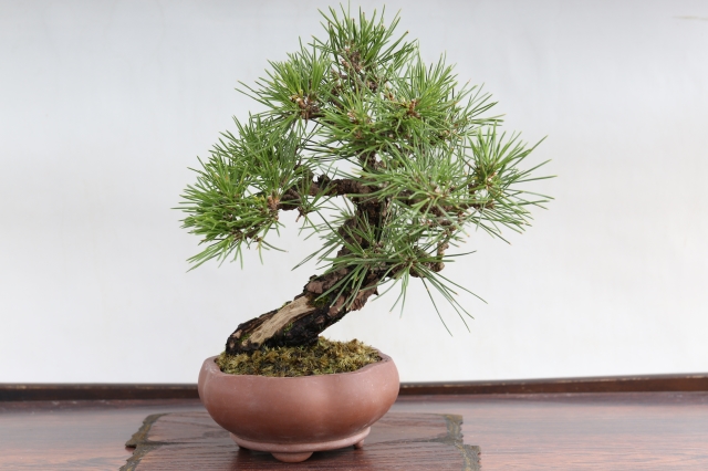 三河黒松 A1669☆松柏類 黒松 小品盆栽☆「送料無料」浦部陽向園