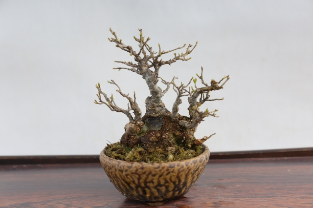 梅もどき A1660☆花物実物 ウメモドキ 小品盆栽☆「送料無料」浦部陽向園