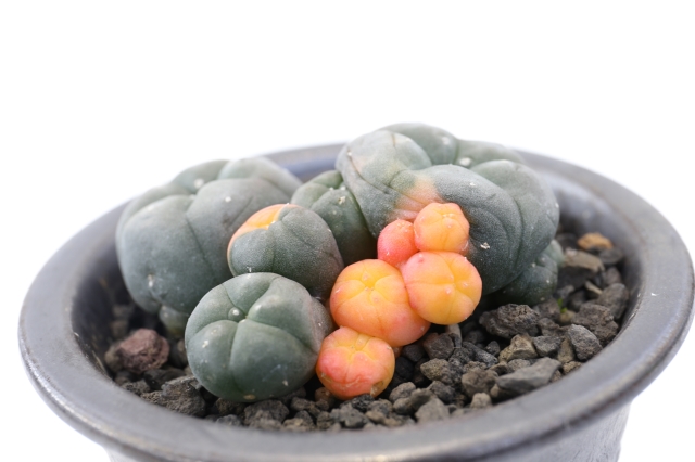 鳥羽玉ピンク錦群生type A1701☆ロフォフォラ 鳥羽玉 サボテン☆「送料