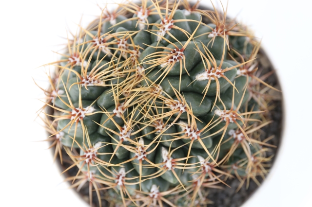 多花玉 実生 A1073☆ギムノカリキウム サボテン☆浦部陽向園