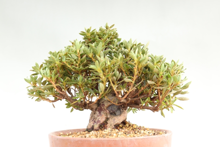 さつき（珍山） A2538☆サツキ 皐月 花物実物 小品盆栽☆「送料無料