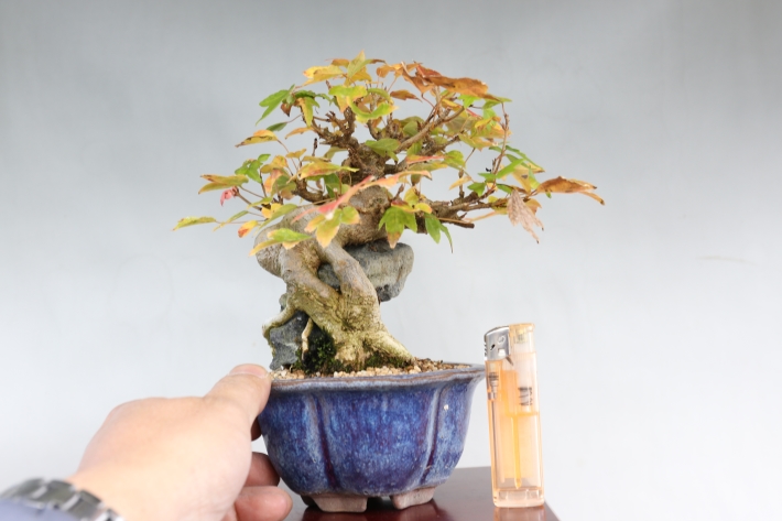 楓石付き A2541☆カエデ 葉物類 小品盆栽☆「送料無料」浦部陽向園