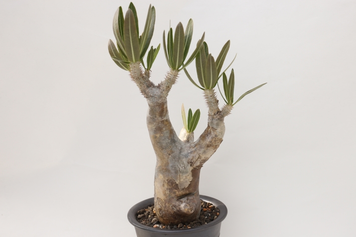 イノピナツム 輸入球 A2791☆パキポディウム 塊根植物 多肉植物