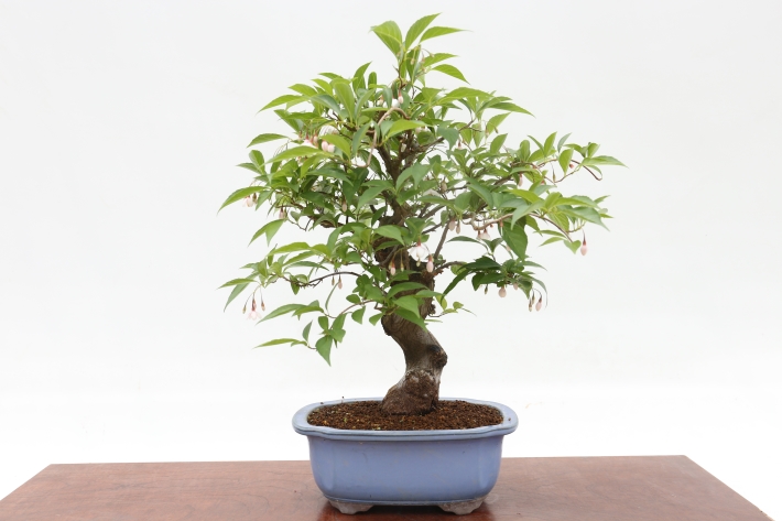 エゴの木 A2810☆エゴノキ 花物実物類 中品盆栽☆「送料無料」浦部陽向園