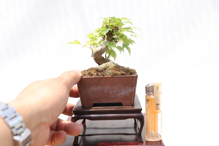 極姫楓 A2813☆カエデ 葉物類 ミニ盆栽☆「送料無料」浦部陽向園