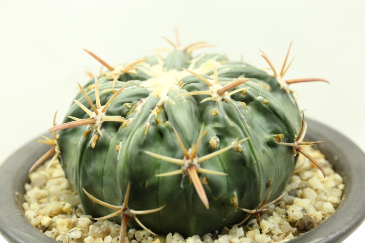 狂刺綾波モンスト 実生 A2986☆ホマロケファラ 綾波 サボテン☆「送料