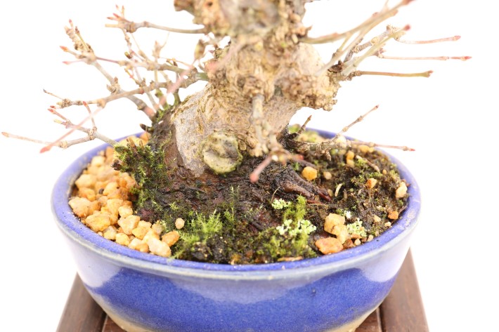 山もみじ A3436☆モミジ 葉物 ミニ盆栽☆「送料無料」浦部陽向園