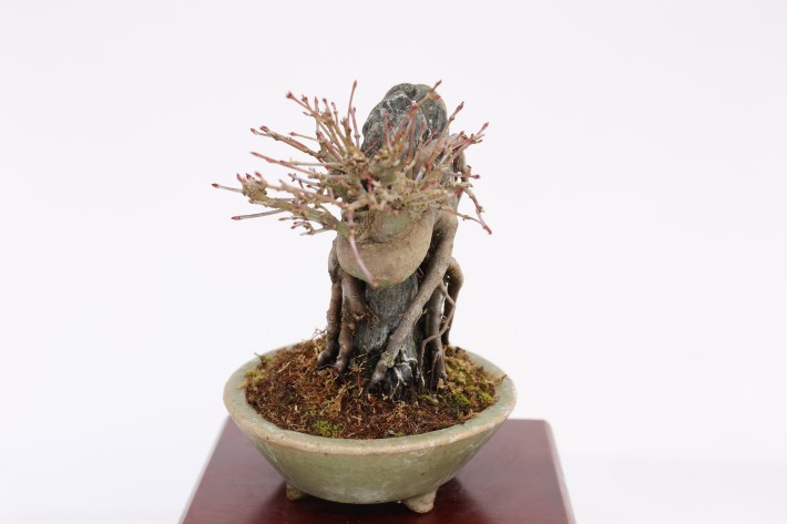 山もみじ石付き A3437☆モミジ 葉物 小品盆栽☆「送料無料」浦部陽向園