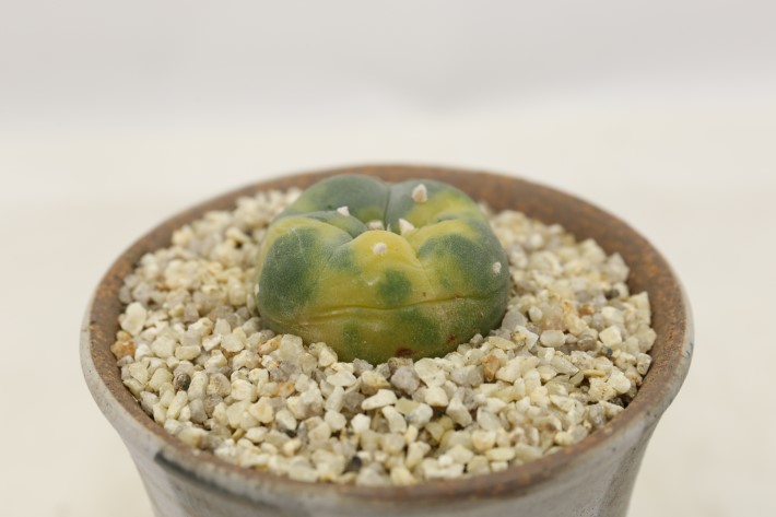 銀冠玉錦 実生 A3514☆ロフォフォラ サボテン☆「送料無料」浦部陽向園