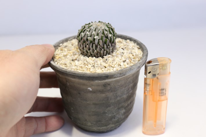 精巧丸 実生 A3542☆ペレキフォラ サボテン☆浦部陽向園