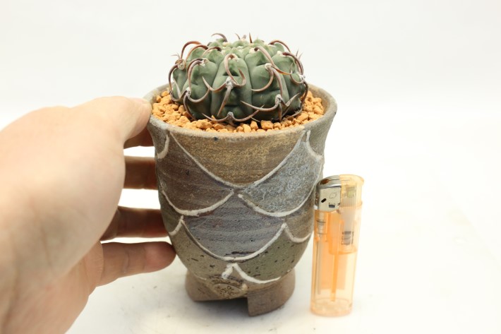 狂刺バッテリー 実生 A3555☆ギムノカリキウム サボテン☆「送料無料