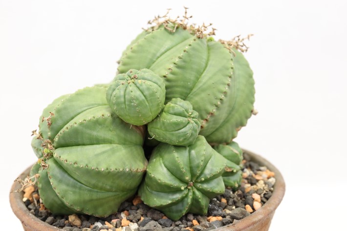 選抜株】ユーフォルビア バリダ 子吹きバリダ 雌株 選抜株