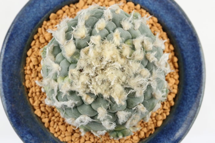 大疣銀冠玉錦 実生 A3569☆ロフォフォラ サボテン☆「送料無料」浦部陽向園