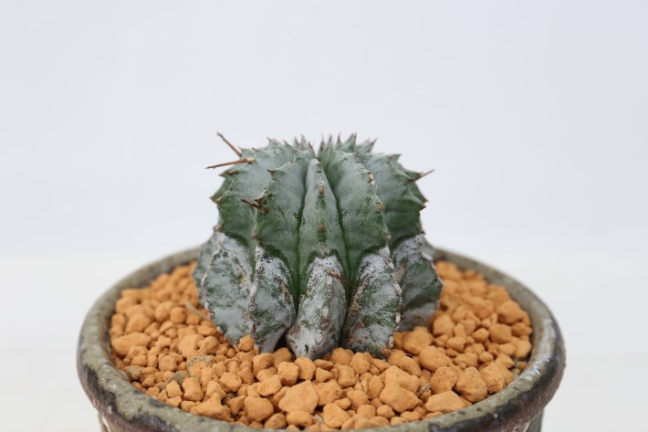 白衣ホリダ 実生 A3587☆ユーフォルビア ホリダ 多肉植物☆浦部陽向園