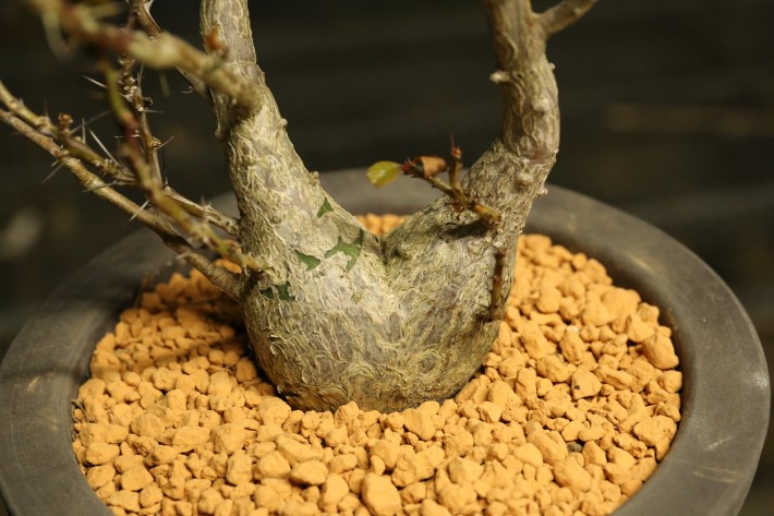 ファシクラータ 輸入球古株type A3601☆フォークイエリア 塊根植物