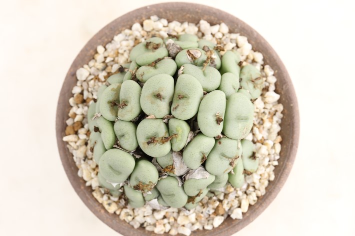 雨月 群生type A3666☆コノフィツム メセン類 多肉植物☆「送料無料