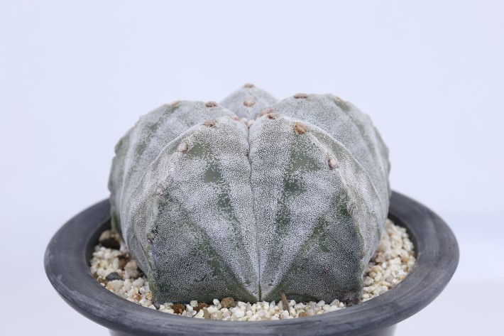 ランポー玉 古株type A3671☆アストロフィツム サボテン☆「送料無料