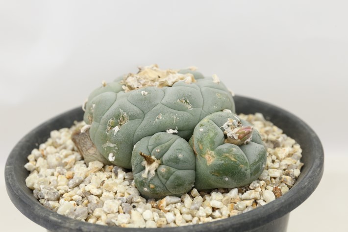 疣銀冠玉 X 疣銀冠玉錦-実生 セット3本 疣銀冠玉 X 疣銀冠玉錦-実生