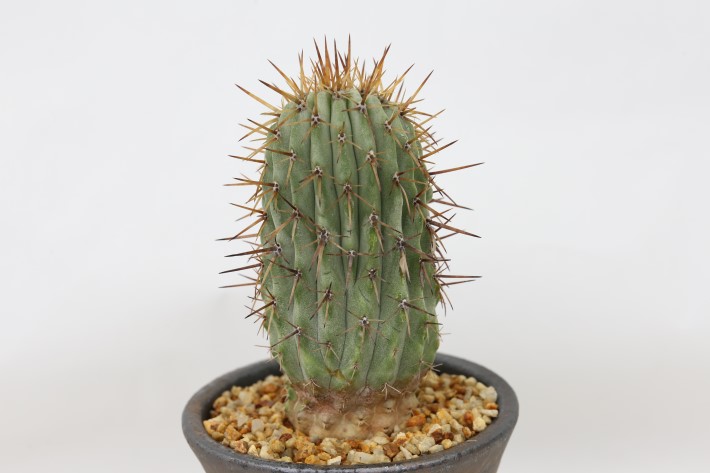 コルムナアルバ 実生 A3709☆コピアポア 弧竜丸 サボテン☆「送料無料