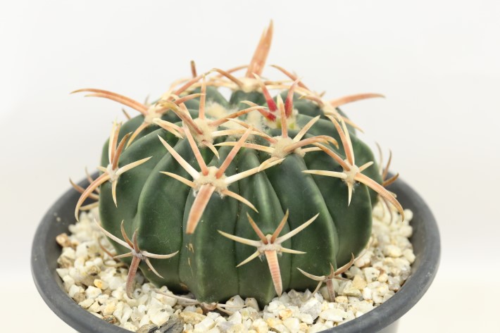 綾波（武蔵）実生 A3703☆ホマロケファラ サボテン☆「送料無料」浦部