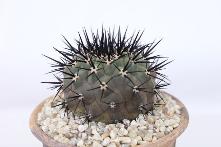 黒王丸(黒刺大型type) 輸入株キリン台付 A3746☆コピアポア シネレア