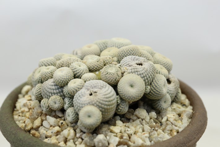 小人の帽子(スノーホワイト) 実生群生type A3740☆エピテランサ