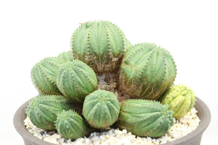 魔紅麒麟錦 輸入球 A3741☆ユーフォルビア 多肉植物☆「送料無料」浦部