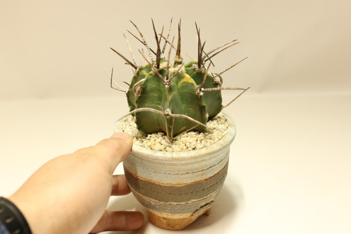 送料無料】大鳳玉錦 アストロフィツム 実生 A3772｜サボテン｜浦部陽向園