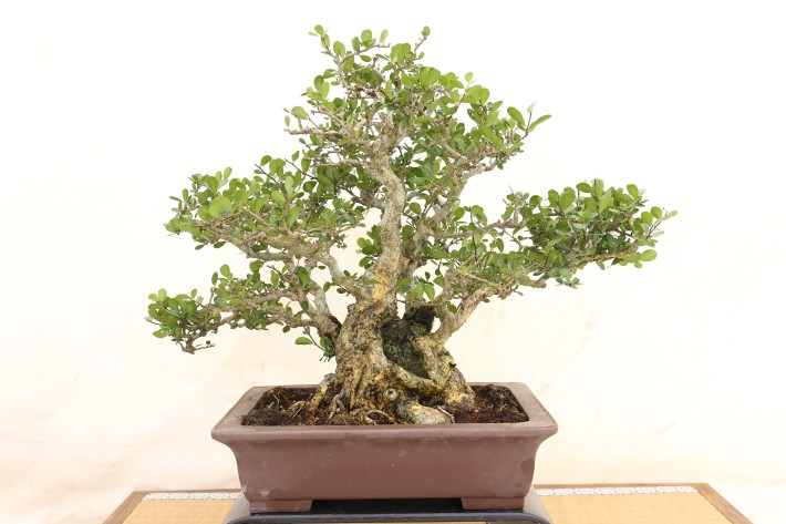 送料無料】ハリツルマサキ 沖縄 中品盆栽 A3797｜盆栽 花物実物｜浦部