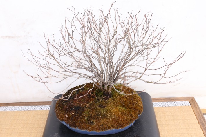 送料無料】欅 ケヤキ 中品盆栽 A3826｜盆栽 葉物｜浦部陽向園