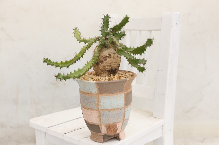 送料無料】スクアロッサ 奇怪ヶ島 ユーフォルビア 輸入球 A3858｜多肉