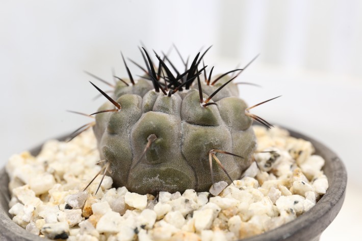 送料無料】黒王丸 シネレア コピアポア 実生 A3887｜サボテン｜浦部陽向園