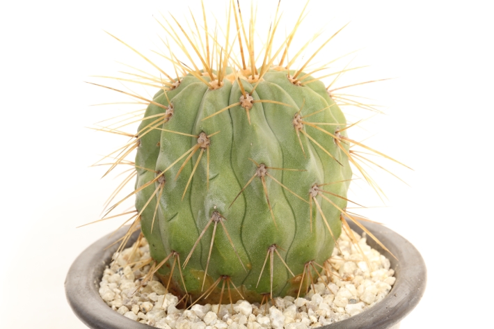 現地球 Copiapoa 大株 迫力 コピアポア ギガンティア 逆鱗丸 【公式通販】