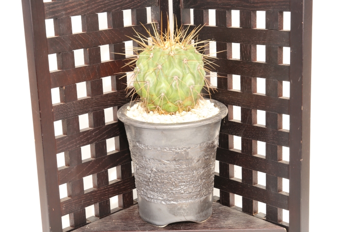 ギガンティア 輸入球 A3001☆コピアポア 逆鱗丸変種 サボテン☆「送料