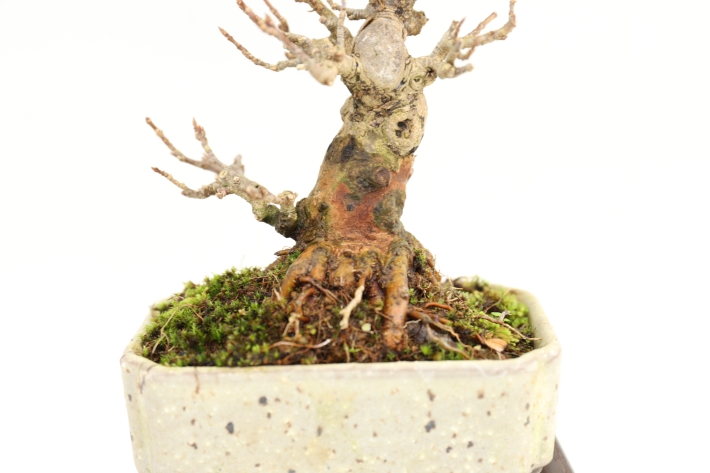 楓 A3025☆カエデ 楓 葉物 小品盆栽☆「送料無料」浦部陽向園