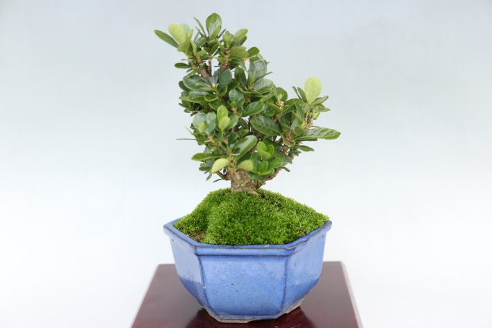 実成くちなし A3039☆クチナシ 梔子 花物実物 小品盆栽☆「送料無料