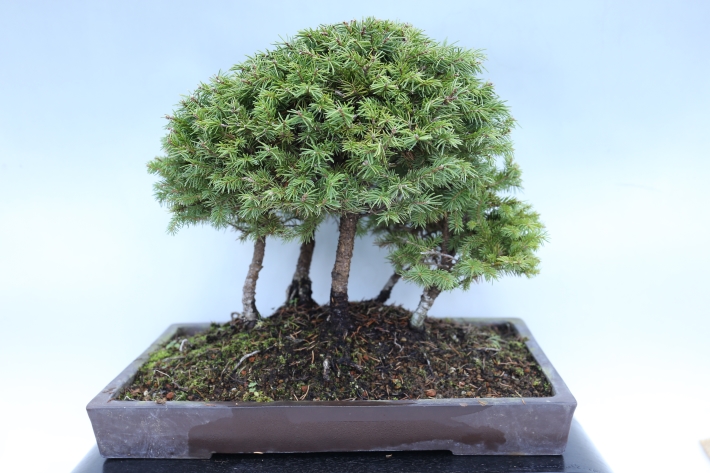 白芽八房蝦夷松 A3056☆シロメヤツフサエゾマツ 松柏類 中品盆栽