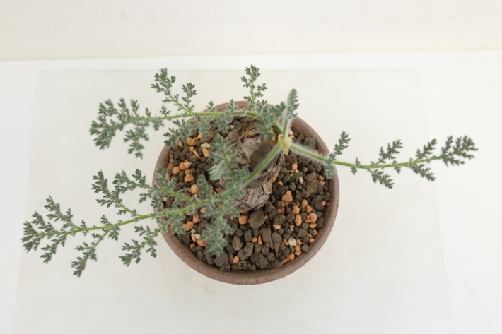 トリステ 輸入球 A3172☆ペラルゴニウム トリステ 多肉植物☆「送料