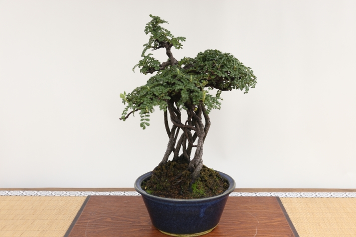 イソザンショウ A3189☆磯山椒 テンノウメ 花物実物類 貴風盆栽