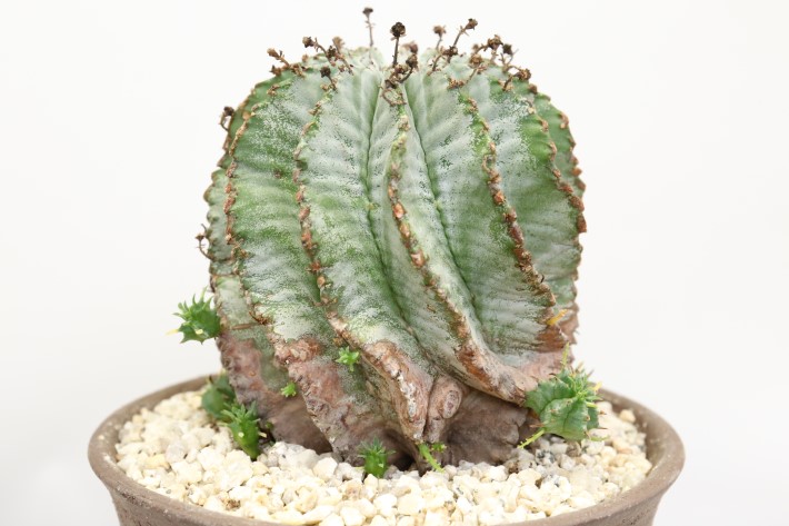 ゼブラ白衣ホリダ A3328☆ユーフォルビア ホリダ 多肉植物☆浦部陽向園