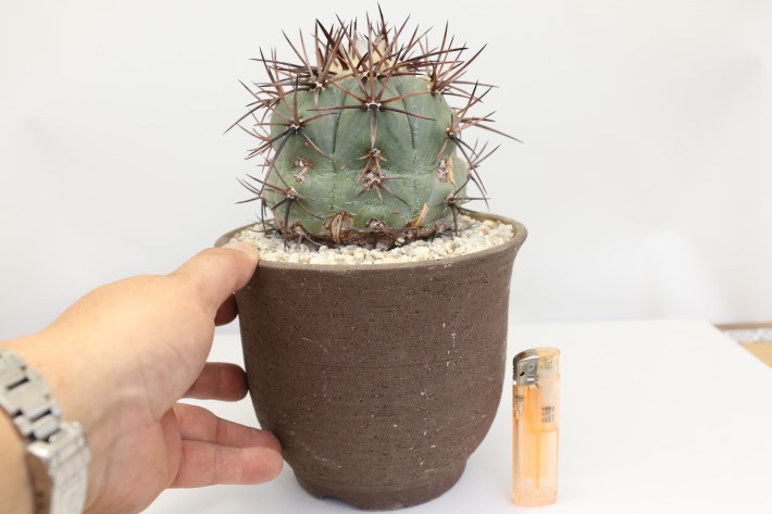 太平丸 実生 A3330☆エキノカクタス サボテン☆「送料無料」浦部陽向園