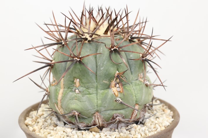 太平丸 実生 A3330☆エキノカクタス サボテン☆「送料無料」浦部陽向園