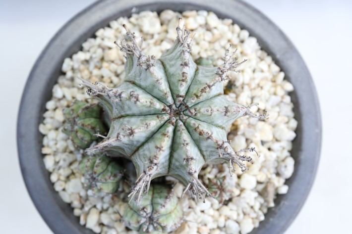 白衣ホリダ 実生 A3344☆ユーフォルビア ホリダ 多肉植物☆浦部陽向園