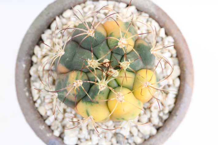 天紫丸錦 実生 A3357☆ギムノカリキウム サボテン☆「送料無料」浦部陽向園