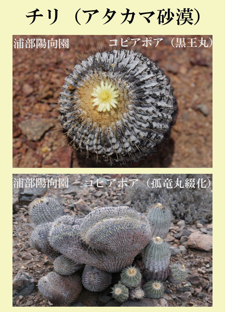 チリ・ボリビア 現地球の希少なサボテン 盆栽・サボテン・多肉植物