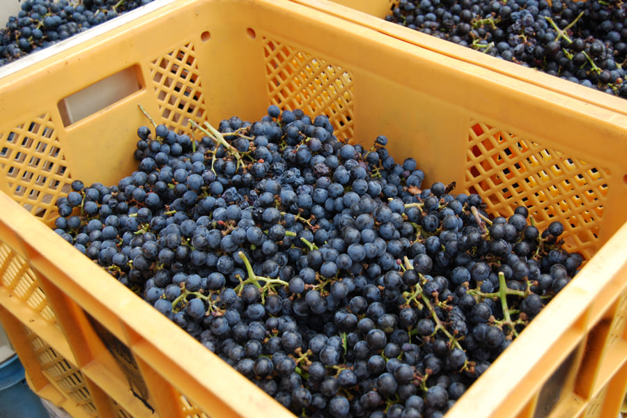 タケダワイナリー／サン・スフル白 発泡750ml