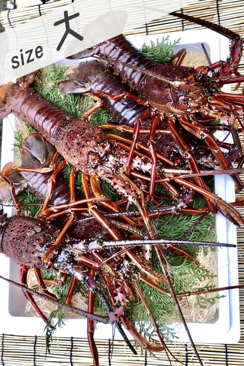 伊勢海老5尾セット-サイズ大】400g前後のサイズは大きくてお造りや