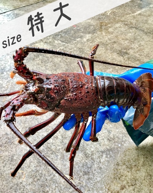 伊勢海老-特大】非常に大きく希少価値の高い800gサイズ単品 | 由岐、海