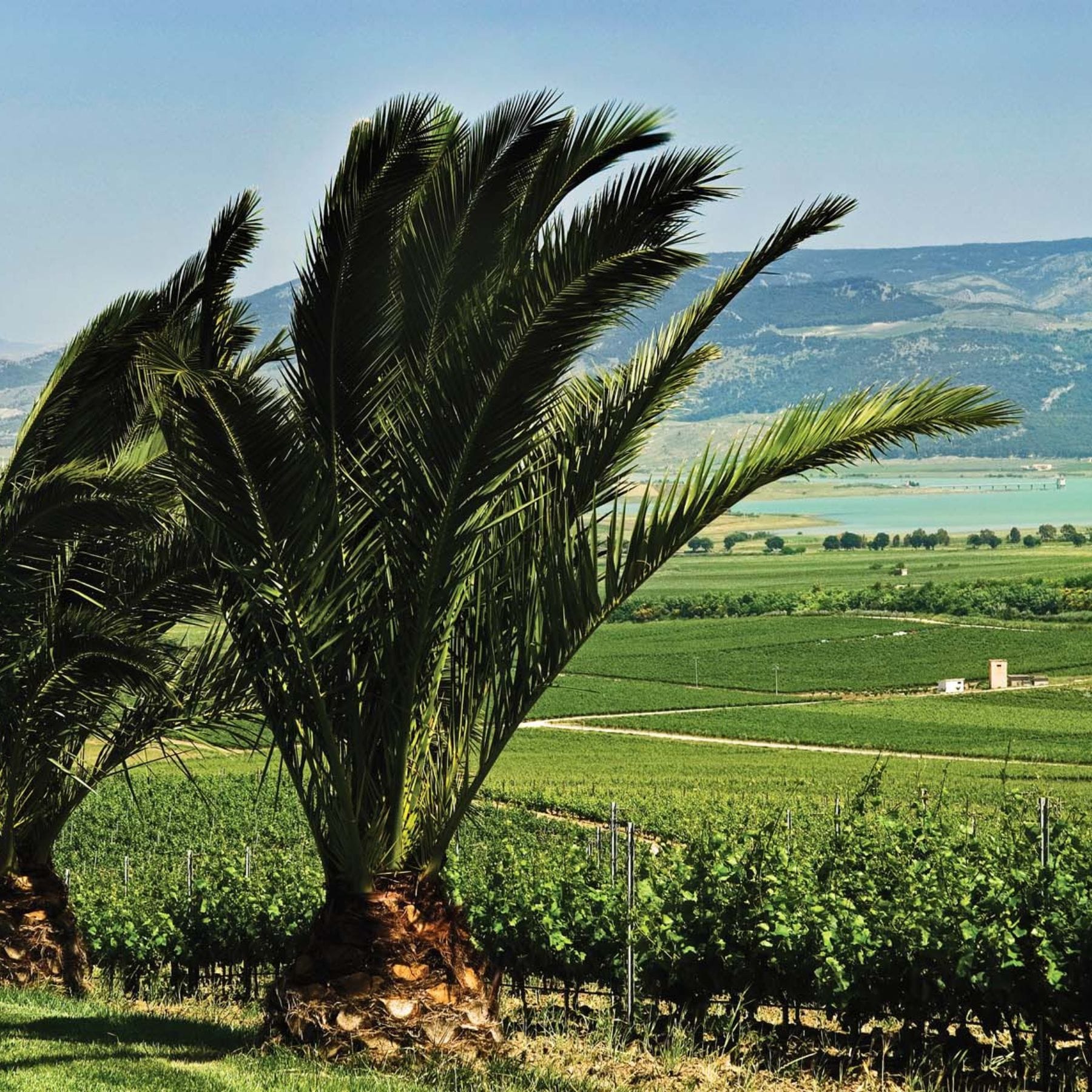 フェウド・アランチョ ネロ・ダーヴォラ／フェウド・アランチョ